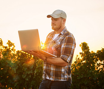 农民在户外使用互联网在笔记本电脑上打字，计划葡萄园农场的收成和作物生长。