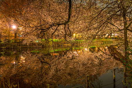 伊诺斯头住宅公园的夜樱花