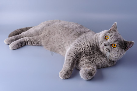 感兴趣的灰色英国猫躺在紫色背景中