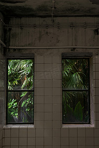 从房间望向窗外的绿色丛林