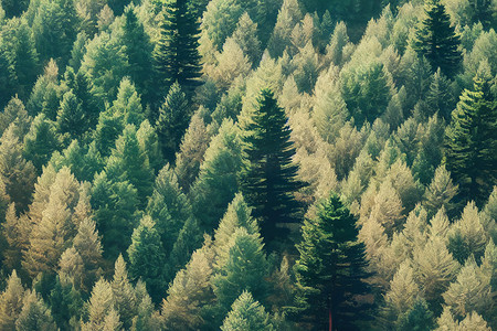 树木绿色森林摄影照片_绿色森林。