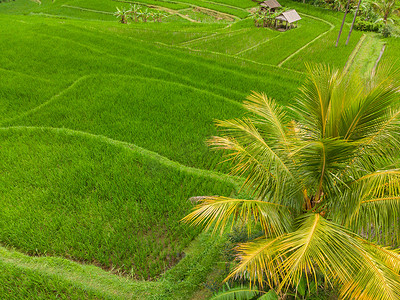 印度尼西亚巴厘岛 Jatiluwih 水稻梯田和种植园的无人机景观，有棕榈树和小径。