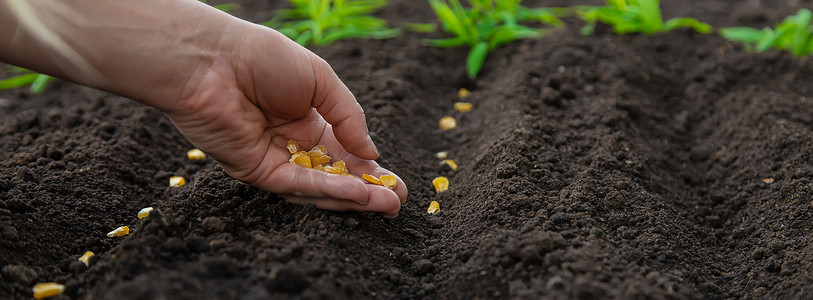 玉米生长摄影照片_将花园里的种子播种到土壤中。