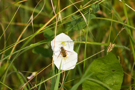 蜜蜂在白色牵牛花花上的特写，有选择地关注前景