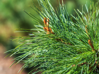 西伯利亚松 Pinus sibirica 绿色树枝关闭。西伯利亚雪松树枝。花卉背景。