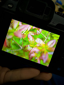 雨后充满水滴的灌木湿叶照片的相机屏幕