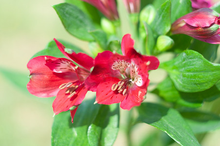 红色 alstroemeria 花束，特写，花卉背景，母亲节，春天