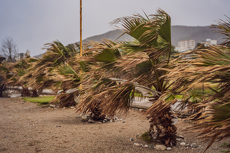棕榈叶简笔摄影照片_热带气候中的热带风暴、大雨和大风。