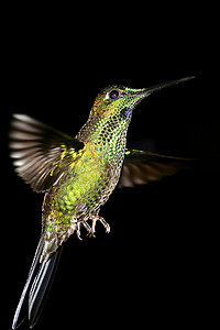 蜂鸟，马基普库纳云林保护区，厄瓜多尔