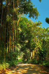 美国夏威夷阳光明媚的日子里，一条穿过丛林的小路。