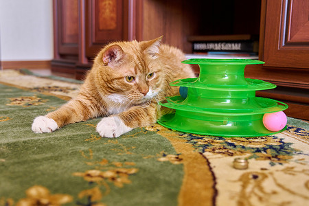 特写有趣的大姜猫宠物躺在家里的地毯上