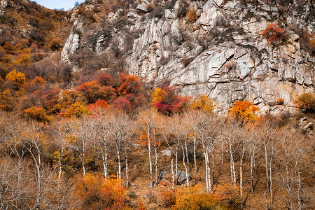 秋天的岩石山风景，树木和光秃秃的桦树上有五颜六色的叶子