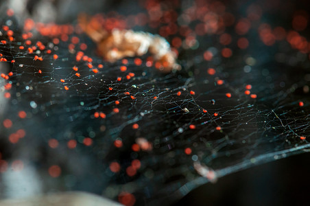 几只红蜘蛛坐在蜘蛛网上