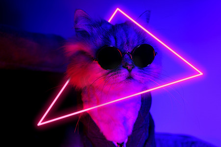 紫色猫摄影照片_穿着衣服和带霓虹灯太阳镜的滑稽派对猫的肖像