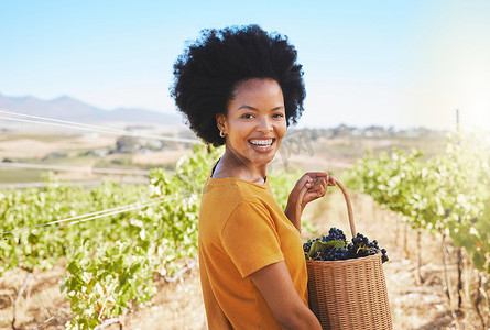 葡萄采摘摄影照片_在农村的葡萄园、葡萄酒农场和可持续果园采摘葡萄的妇女。