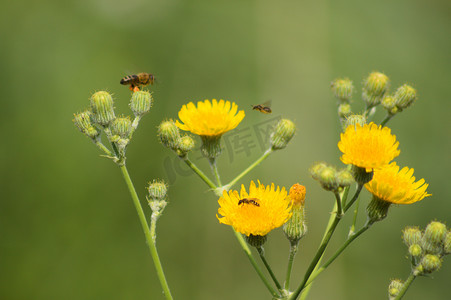 绿色模糊背景多年生苦菜花上蜜蜂的特写