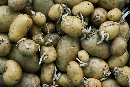 发芽土豆摄影照片_老发芽土豆的背景