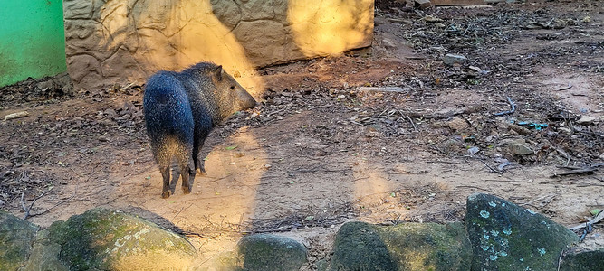 已知摄影照片_巴西野猪被称为西貒
