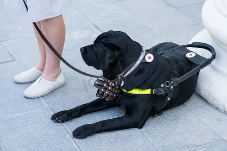 狗狗帮盲人摄影照片_黑色拉布拉多犬为一位盲人妇女充当导盲犬。