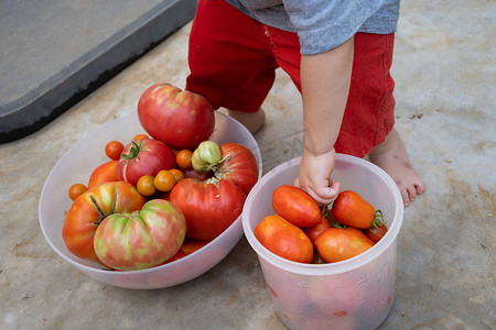 男孩在花园里摘西红柿