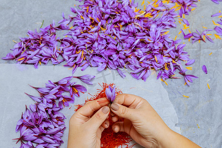 一个女孩从紫色番红花中摘下藏红花雄蕊。