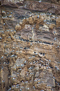 莫比乌斯环设计摄影照片_挪威北斯匹次卑尔根国家公园布伦尼希海鸠鸟崖