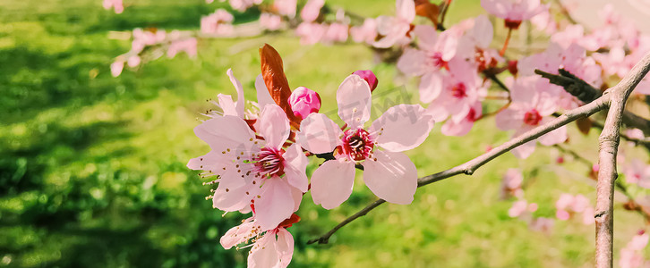 苹果树花开，春天花开