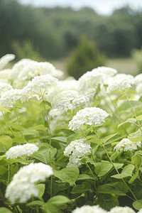 有选择地关注夏季盛开的白色绣球花或霍滕西亚花的美丽灌木。