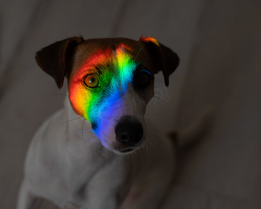 彩虹朋友摄影照片_杰克罗素梗狗口吻上的彩虹光线。