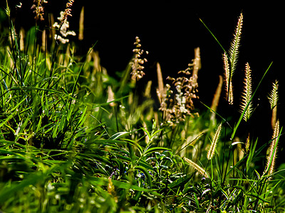 黄色野草摄影照片_通过阳光选择性地聚焦山上的野草花和绿叶。