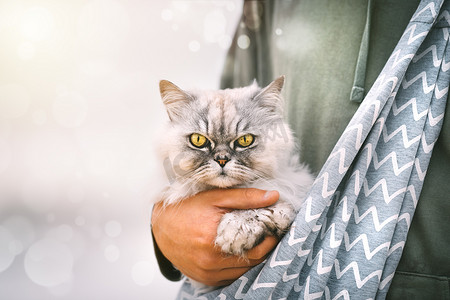 猫咪包猫咪包摄影照片_户外，美丽的灰猫坐在主人怀里的肩猫包里