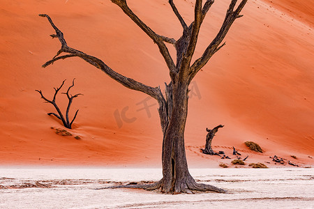 纳米比亚 Dead Vlei 的一棵枯树是红色沙漠盐田中的自然艺术