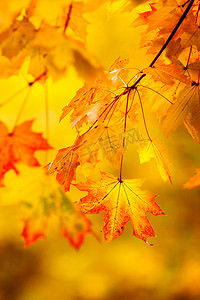 抽象秋季自然背景与黄色枫叶。