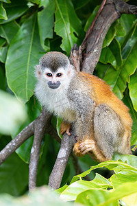 中美洲松鼠猴，Saimiri oerstedii，克波斯，哥斯达黎加野生动物