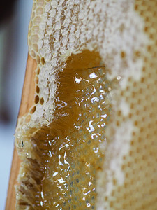 养蜂人在家从蜂巢中提取和滴落有机蜂蜜