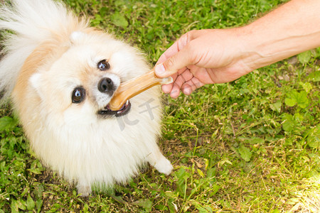 狗吃骨头摄影照片_博美犬在绿草背景上嚼着一根骨头。
