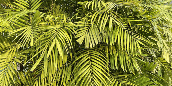 热带花卉图案摄影照片_热带棕榈叶，花卉图案背景，真实照片