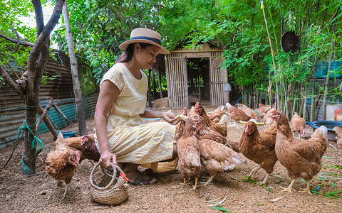 泰国生态农场寄宿家庭的亚洲妇女在农场喂鸡