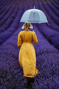 紫色花伞摄影照片_雨天，薰衣草田里的中年妇女打着伞散步，享受香薰。