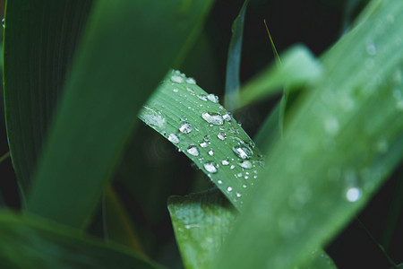 草地上的露水。