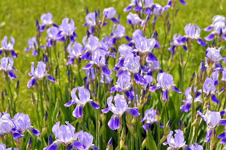 狗年吉祥紫色摄影照片_春天盛开的鸢尾花