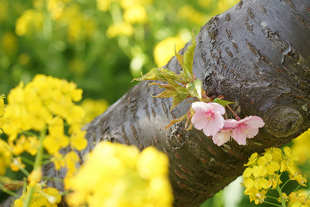 三浦海岸油菜花田和河津樱花