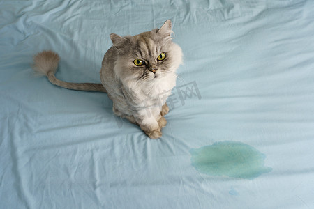 淘气摄影照片_家养灰猫坐在床上的湿点或尿点附近。
