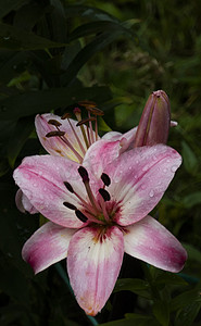 粉色夏天背景摄影照片_大自然中的粉色百合花，室外花园