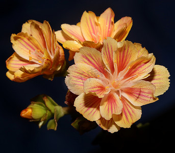 花开花特写现代植物背景刘易斯子叶科 montiaceae 大尺寸高品质印刷家居装饰
