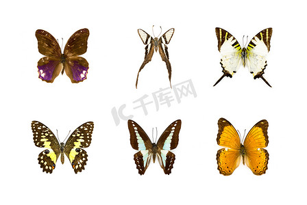 一群美女摄影照片_一群美丽的蝴蝶在白色背景上。