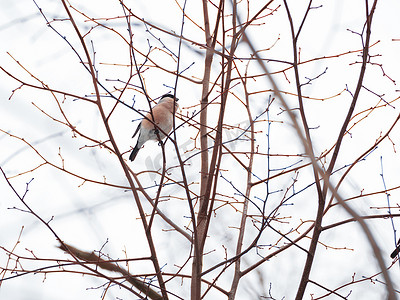 自然冬季背景-冰冻树枝和雌性红腹灰雀。