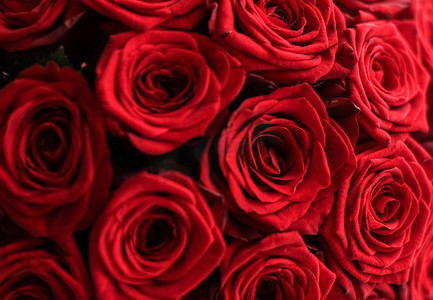 华丽绽放背景摄影照片_华丽的红玫瑰花束，盛开的花朵作为花卉节日背景