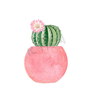 水彩仙人掌背景摄影照片_水彩仙人掌，花在粉红色的花盆里，白色背景隔离