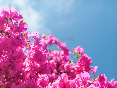 如花摄影照片_生活如花般绽放